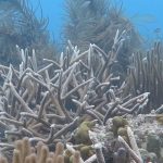 Corals Struggle to Survive
