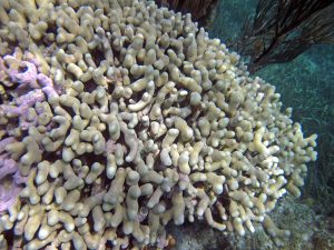 Branched finger coral (Porites porites furcata) - James St. John