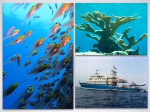 Over the course of five years, 22 research missions and 15 countries, the Living Ocean Foundation’s Global Reef Expedition circumnavigated the globe, surveying the health and resiliency of remote coral reefs.