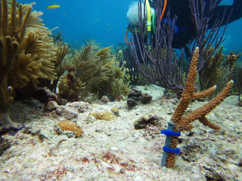 A nursery-raised staghorn coral outplanted onto a reef in Miami-Dade County by a citizen scientist. Photo Credit: Dalton Hesley
