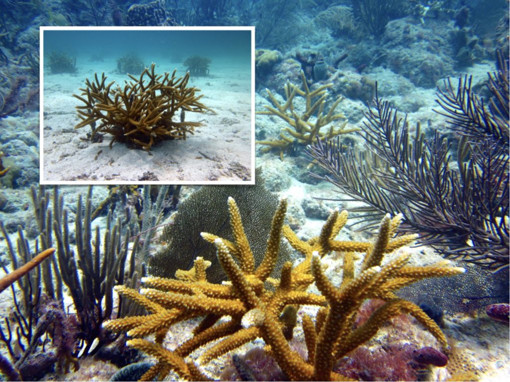 corals-coral-gardening-benefits-study
