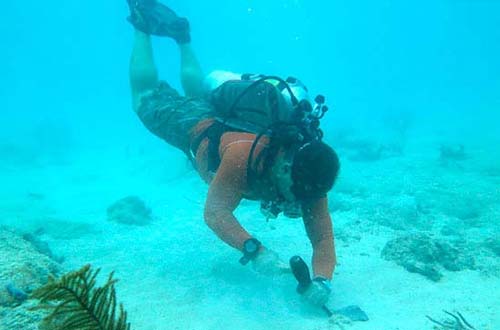 Finding Keys to Coral Survival