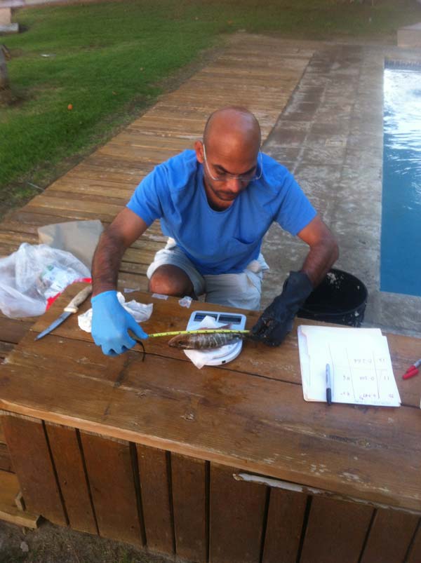 Naresh Kumar, lead investigator in the study and UM associate professor, measures and run tests on a fish taken from Guanica Bay.