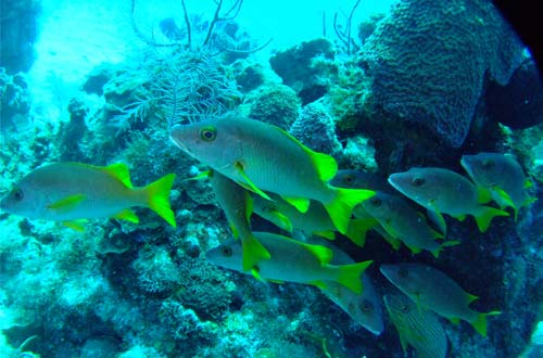 ABESS CENTER: Saving Coral Reefs