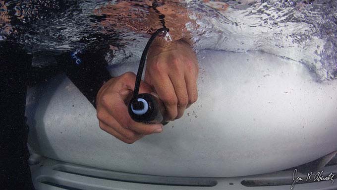 Researchers use ultrasound probes to scan for pups on the abdomen of a tiger shark (Galeocerdo cuvier). Photo credit: Jim Abernethy