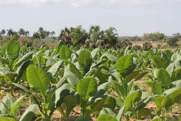 The Montesino family farm in the Pinar del Rio province in Cuba grows over 200,000 tobacco plants, a main cash crop for the Caribbean island.