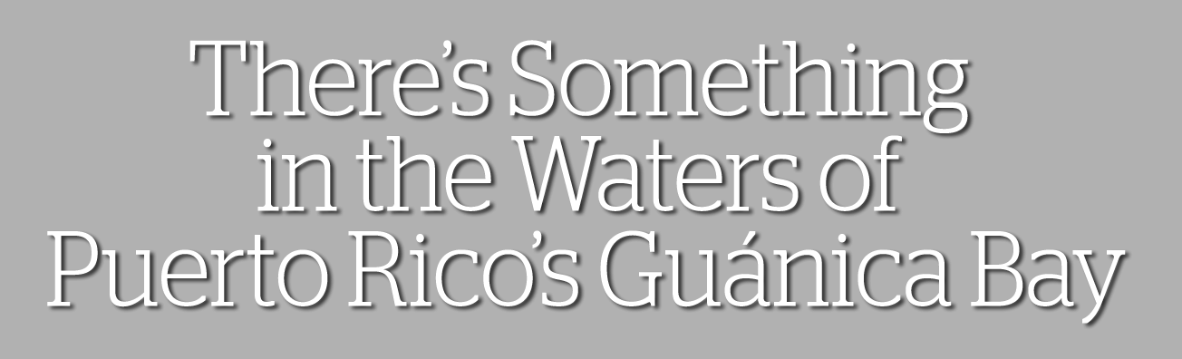 There&#039;s Something in the Waters of Puerto Rico&#039;s Guanica Bay